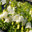 Picture of Campanula Swinging Bells White
