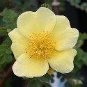 Picture of Canary Bird Clg-Rose