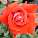 Picture of Candella-Rose