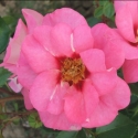 Picture of Candy Eyes Std 45cm-Rose
