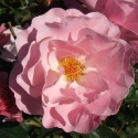 Picture of Candy Kisses Clg-Rose