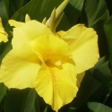 Picture of Canna Felix Ragout