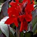 Picture of Canna Firebird