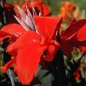 Picture of Canna Kneehigh Red