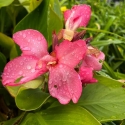 Picture of Canna Kneehigh Rose