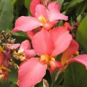 Picture of Canna Kneehigh Salmon