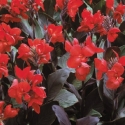 Picture of Canna Kneehigh Scarlet Bronze