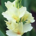 Picture of Canna Kneehigh White