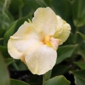 Picture of Canna Olga