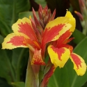 Picture of Canna Queen Charlotte
