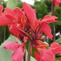 Picture of Canna Rangitoto
