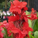 Picture of Canna Red Dawn