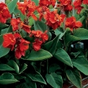 Picture of Canna Tropical Red