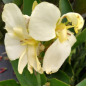 Picture of Canna Tropical White