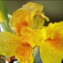 Picture of Canna Tropical Yellow