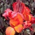 Picture of Canna Tropicanna Black