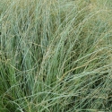 Picture of Carex Comans Green