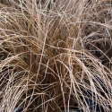 Picture of Carex Comans Red