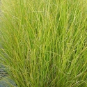 Picture of Carex Dipsacea