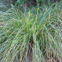 Picture of Carex Dissita 10 Pack