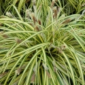 Picture of Carex Evergold
