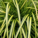 Picture of Carex Eversheen