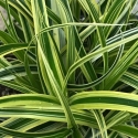 Picture of Carex Featherfalls