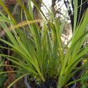 Picture of Carex Geminata