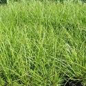 Picture of Carex Lambertiana