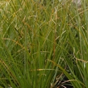 Picture of Carex Secta