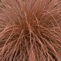 Picture of Carex Tenuiculmis