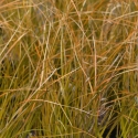 Picture of Carex Testacea