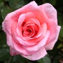Picture of Carolyn Std 80cm-Rose