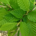 Picture of Carpinus Betulus Fastigiata