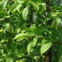 Picture of Carpinus Betulus