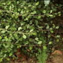 Picture of Carpodetus Serratus prostrata