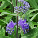 Picture of Caryopteris Dark Knight