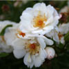 Picture of Cascading White Std 1.8m-Rose