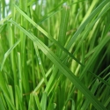 Picture of Catgrass