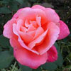 Picture of Catherine Deneuve-Rose