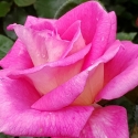 Picture of Catherine Std 80cm-Rose