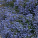 Picture of Ceanothus Blue Cushion