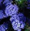 Picture of Ceanothus Blue Sapphire