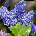 Picture of Ceanothus Joyce Coulter