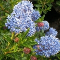 Ceanothus Roweanus Picture of Ceanothus Roweanus