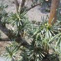 Picture of Cedrus Atlantica Glauca