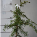 Picture of Cedrus Deodara Aurea