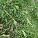 Picture of Cedrus Deodara