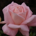 Picture of Celebration-Rose