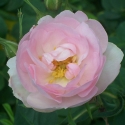 Picture of Celestial-Rose